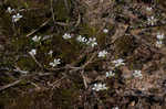 Pitcher's stitchwort